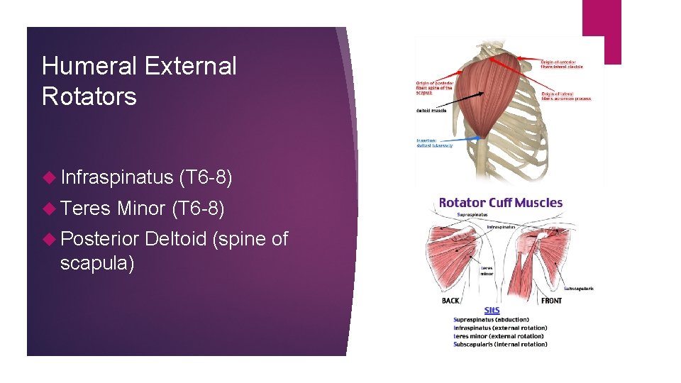 Humeral External Rotators Infraspinatus Teres (T 6 -8) Minor (T 6 -8) Posterior scapula)