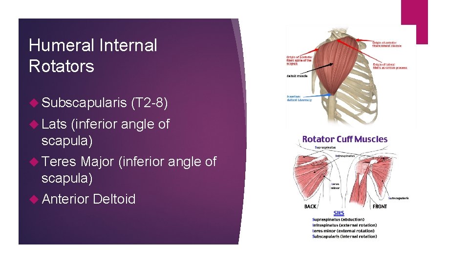 Humeral Internal Rotators Subscapularis (T 2 -8) Lats (inferior angle of scapula) Teres Major