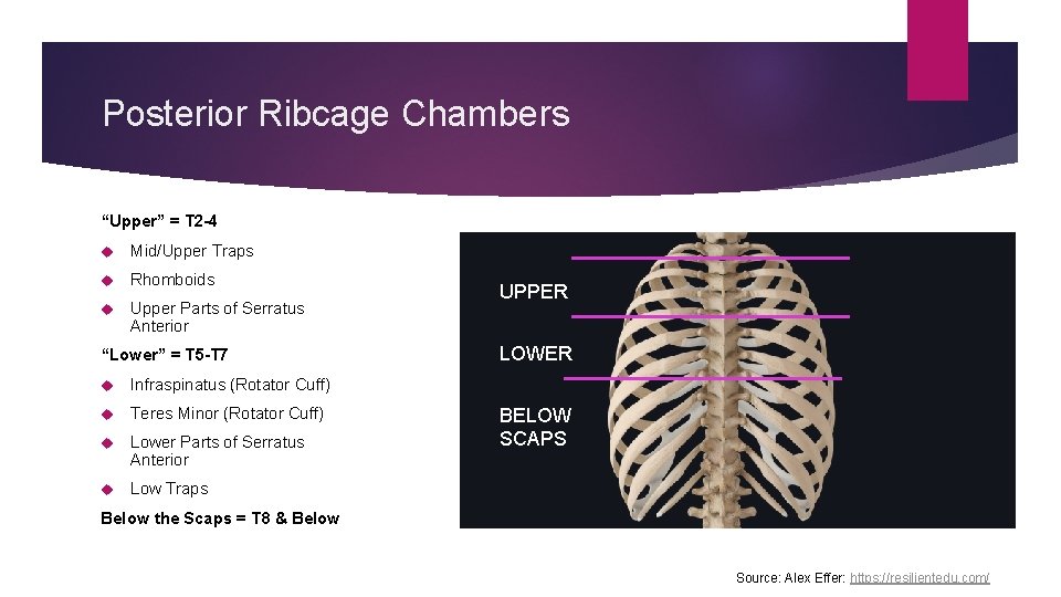 Posterior Ribcage Chambers “Upper” = T 2 -4 Mid/Upper Traps Rhomboids Upper Parts of