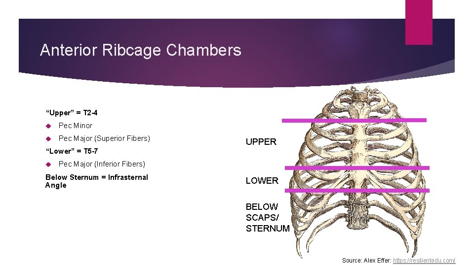 Anterior Ribcage Chambers “Upper” = T 2 -4 Pec Minor Pec Major (Superior Fibers)