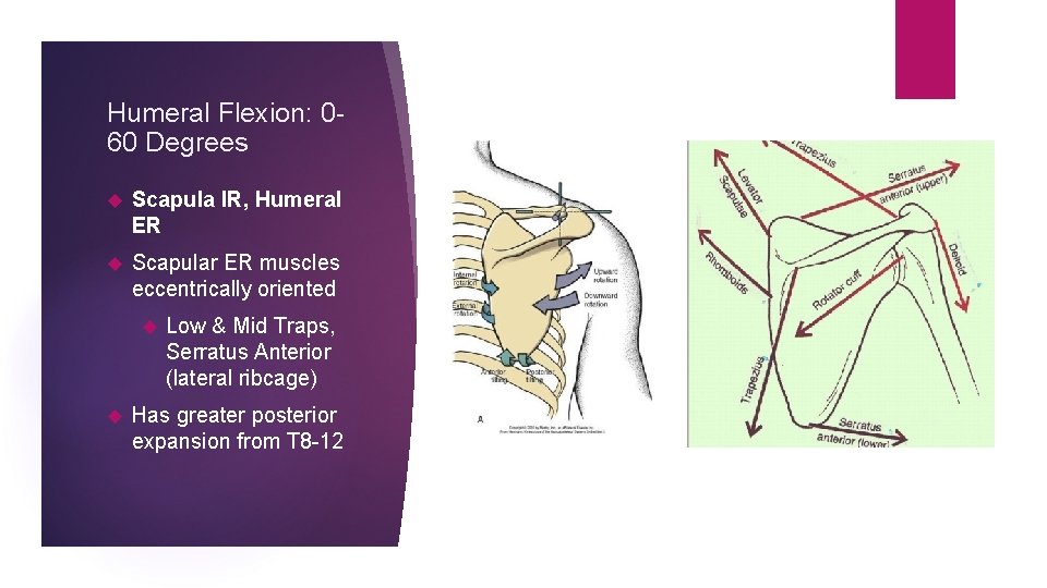 Humeral Flexion: 060 Degrees Scapula IR, Humeral ER Scapular ER muscles eccentrically oriented Low