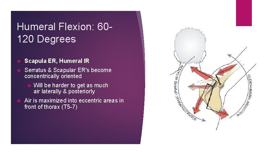 Humeral Flexion: 60120 Degrees Scapula ER, Humeral IR Serratus & Scapular ER's become concentrically