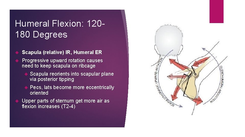 Humeral Flexion: 120180 Degrees Scapula (relative) IR, Humeral ER Progressive upward rotation causes need