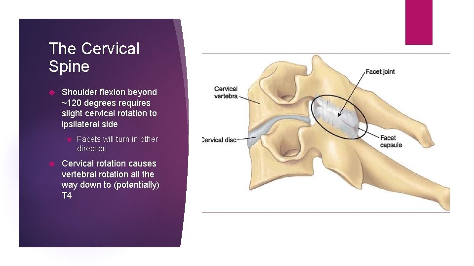 The Cervical Spine Shoulder flexion beyond ~120 degrees requires slight cervical rotation to ipsilateral