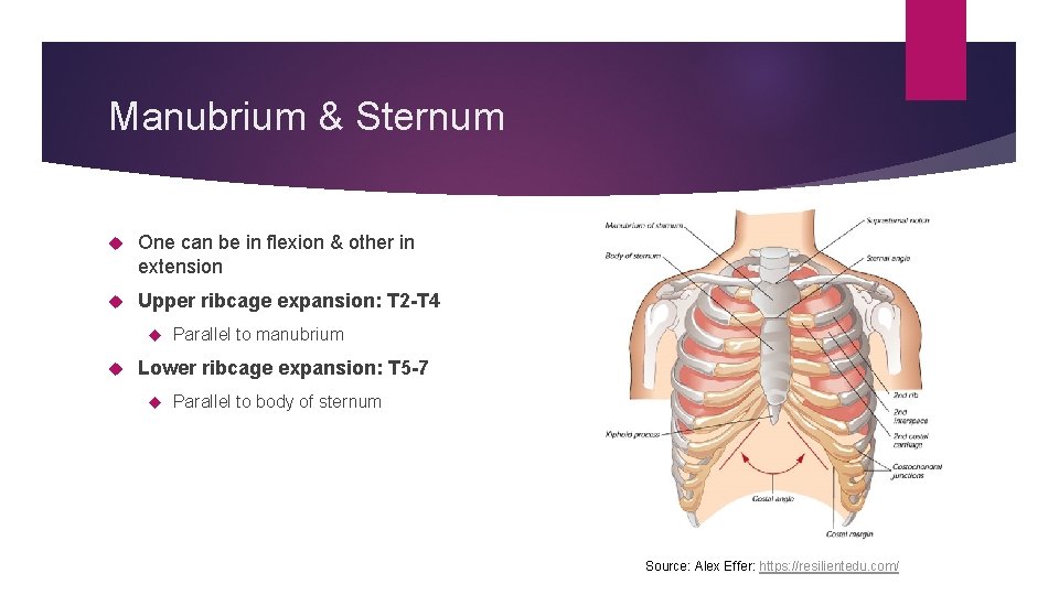 Manubrium & Sternum One can be in flexion & other in extension Upper ribcage