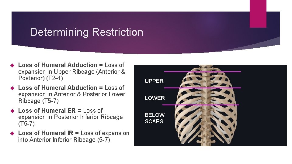 Determining Restriction Loss of Humeral Adduction = Loss of expansion in Upper Ribcage (Anterior