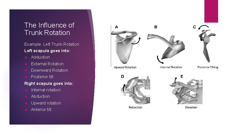 The Influence of Trunk Rotation Example: Left Trunk Rotation Left scapula goes into: Adduction