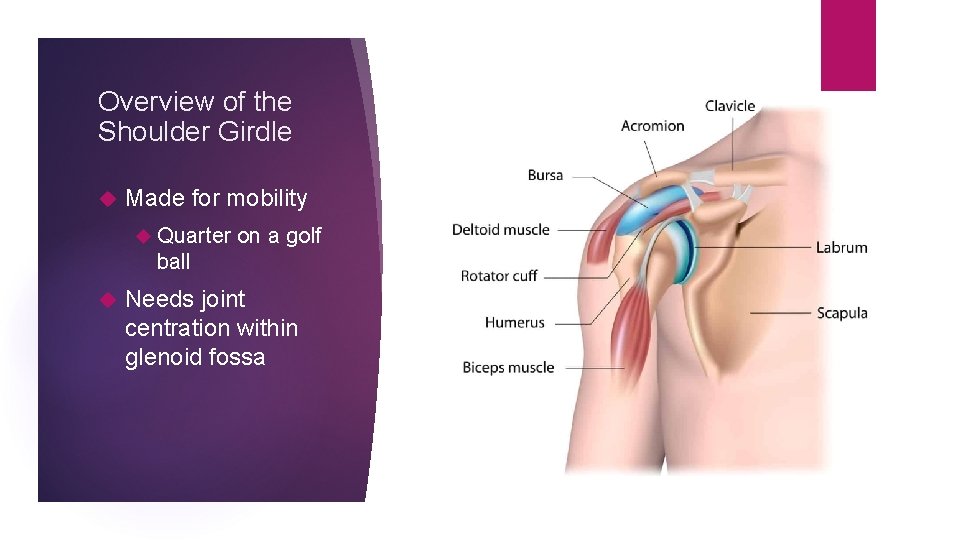 Overview of the Shoulder Girdle Made for mobility Quarter on a golf ball Needs