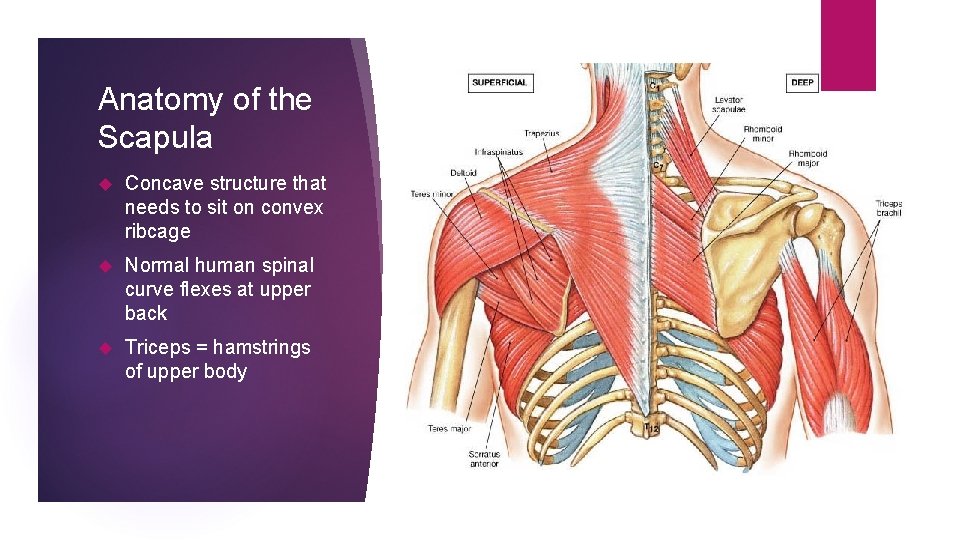 Anatomy of the Scapula Concave structure that needs to sit on convex ribcage Normal