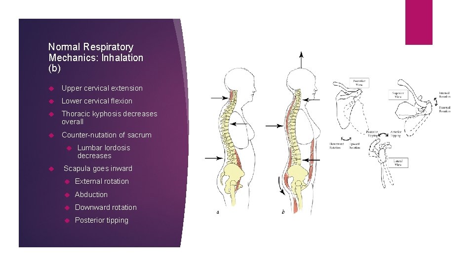 Normal Respiratory Mechanics: Inhalation (b) Upper cervical extension Lower cervical flexion Thoracic kyphosis decreases