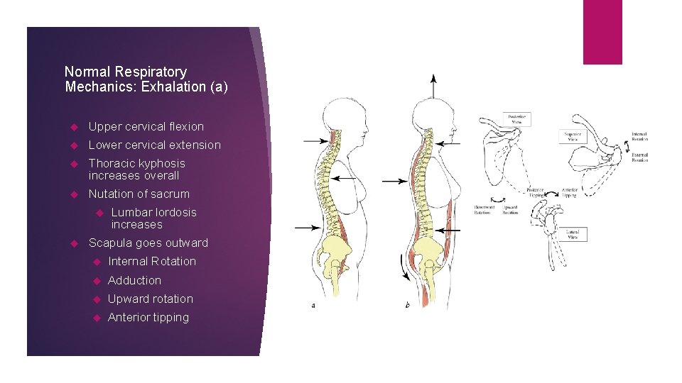 Normal Respiratory Mechanics: Exhalation (a) Upper cervical flexion Lower cervical extension Thoracic kyphosis increases