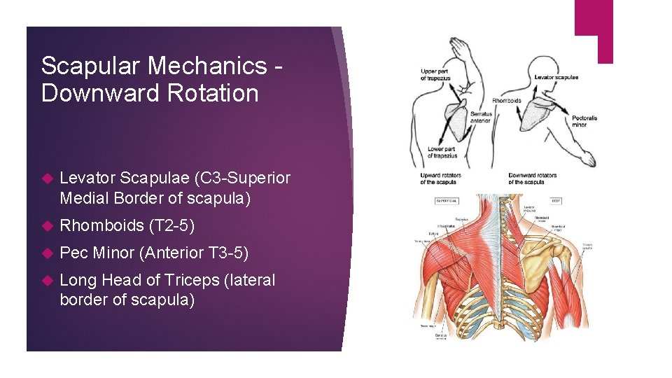 Scapular Mechanics Downward Rotation Levator Scapulae (C 3 -Superior Medial Border of scapula) Rhomboids