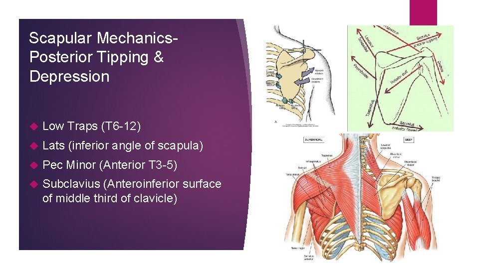 Scapular Mechanics. Posterior Tipping & Depression Low Traps (T 6 -12) Lats (inferior angle
