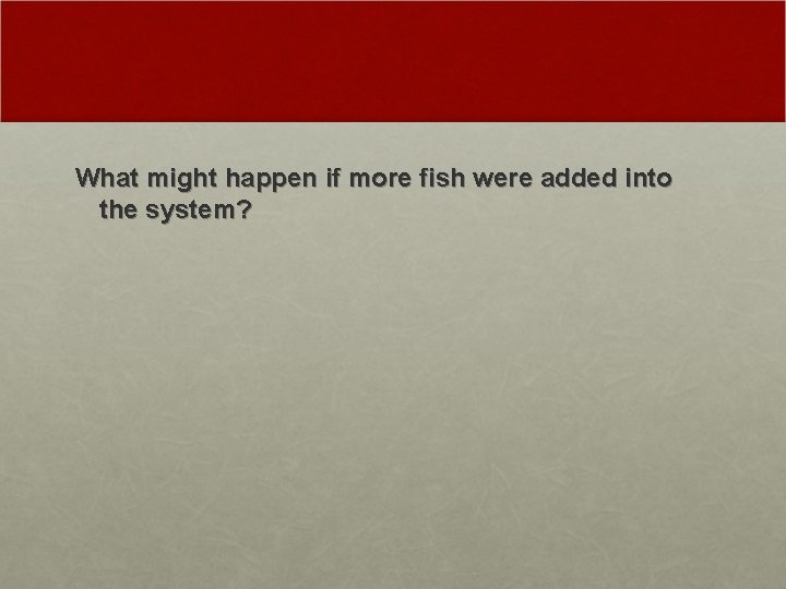 What might happen if more fish were added into the system? 