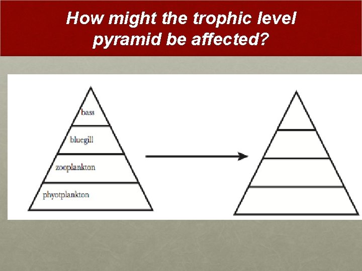 How might the trophic level pyramid be affected? 