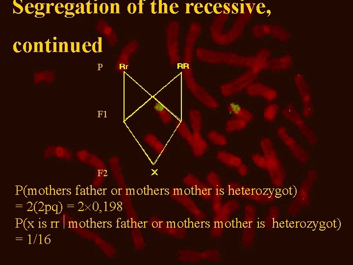 Segregation of the recessive, continued P F 1 F 2 P(mothers father or mothers
