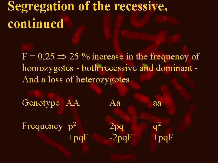Segregation of the recessive, continued F = 0, 25 % increase in the frequency