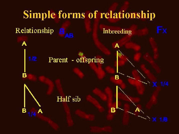 Simple forms of relationship 