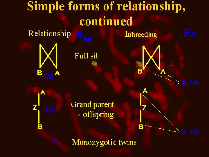 Simple forms of relationship, continued 