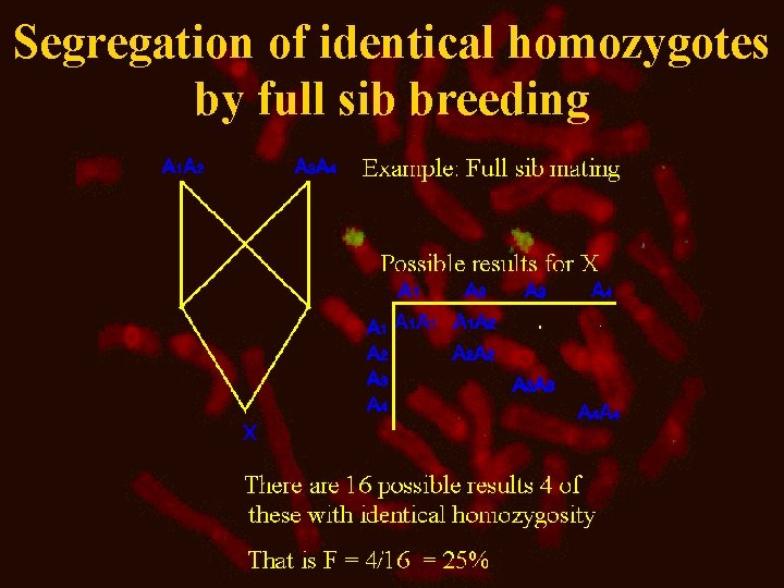 Segregation of identical homozygotes by full sib breeding 