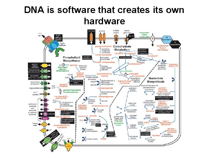 DNA is software that creates its own hardware 