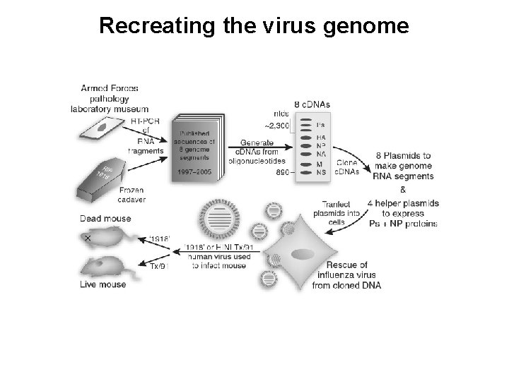 Recreating the virus genome 