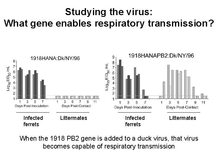 Studying the virus: What gene enables respiratory transmission? Infected ferrets Littermates When the 1918