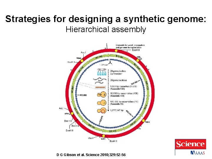 Strategies for designing a synthetic genome: Hierarchical assembly D G Gibson et al. Science