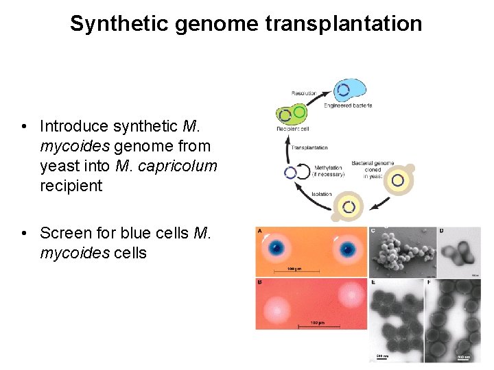Synthetic genome transplantation • Introduce synthetic M. mycoides genome from yeast into M. capricolum