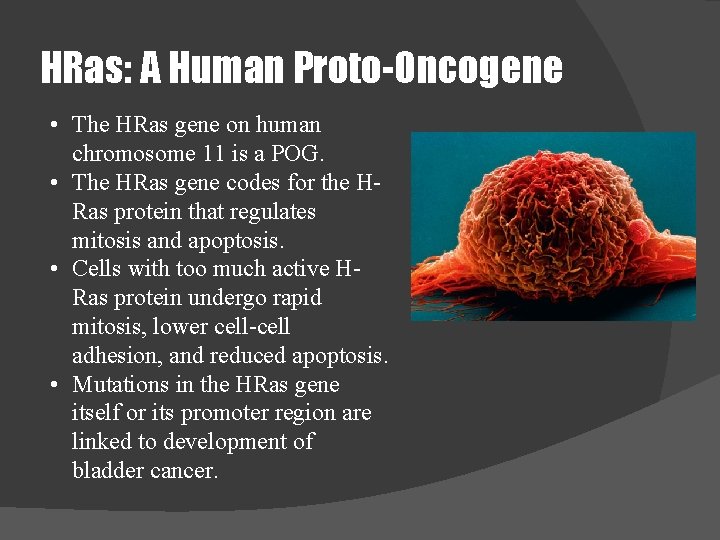 HRas: A Human Proto-Oncogene • The HRas gene on human chromosome 11 is a