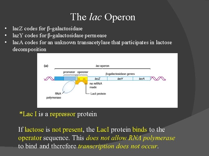 The lac Operon • lac. Z codes for β-galactosidase • laz. Y codes for