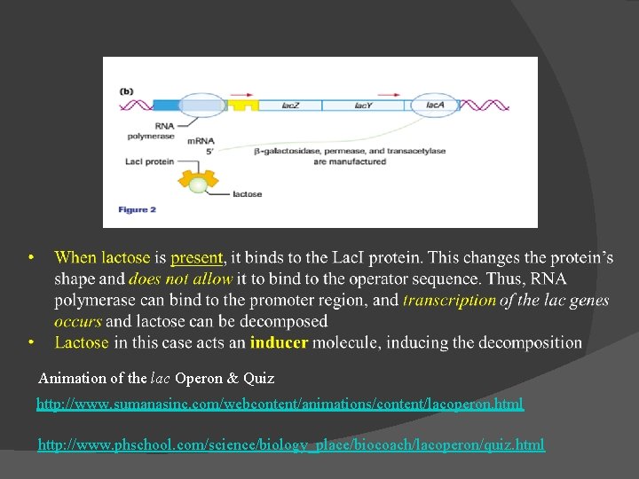 Animation of the lac Operon & Quiz http: //www. sumanasinc. com/webcontent/animations/content/lacoperon. html http: //www.