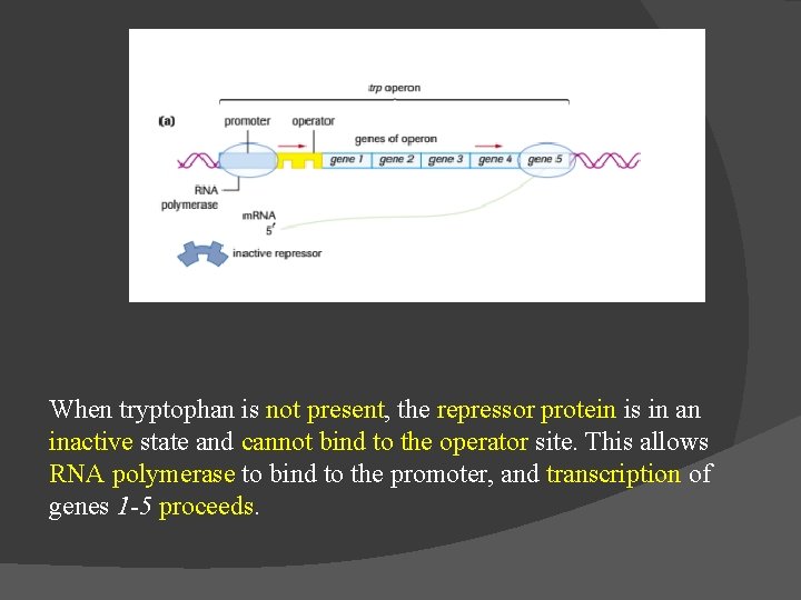When tryptophan is not present, the repressor protein is in an inactive state and
