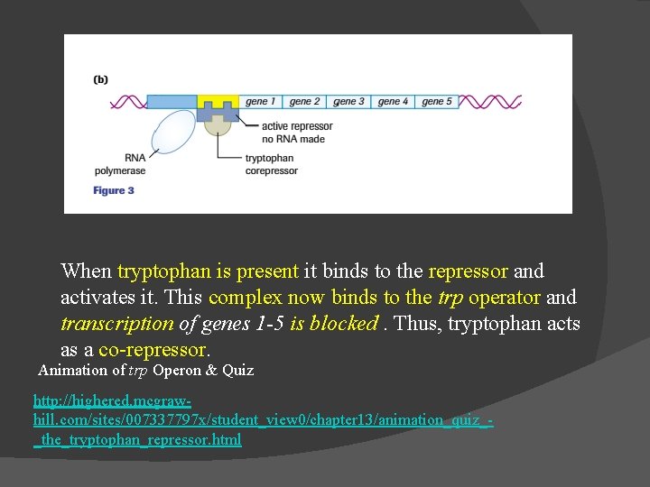 When tryptophan is present it binds to the repressor and activates it. This complex