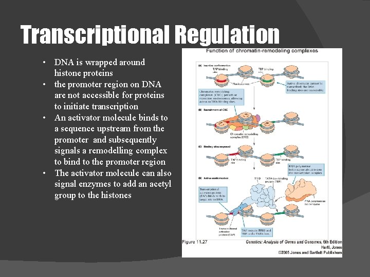 Transcriptional Regulation • DNA is wrapped around histone proteins • the promoter region on