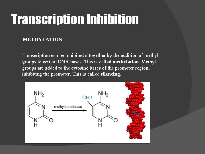 Transcription Inhibition METHYLATION Transcription can be inhibited altogether by the addition of methyl groups