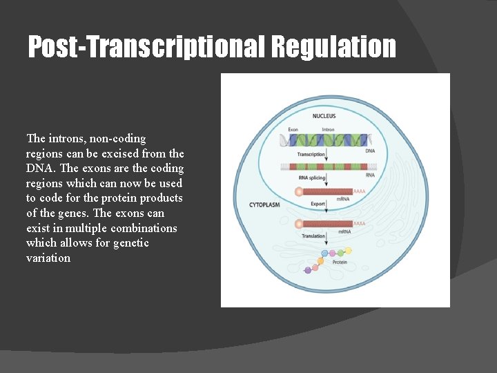 Post-Transcriptional Regulation The introns, non-coding regions can be excised from the DNA. The exons