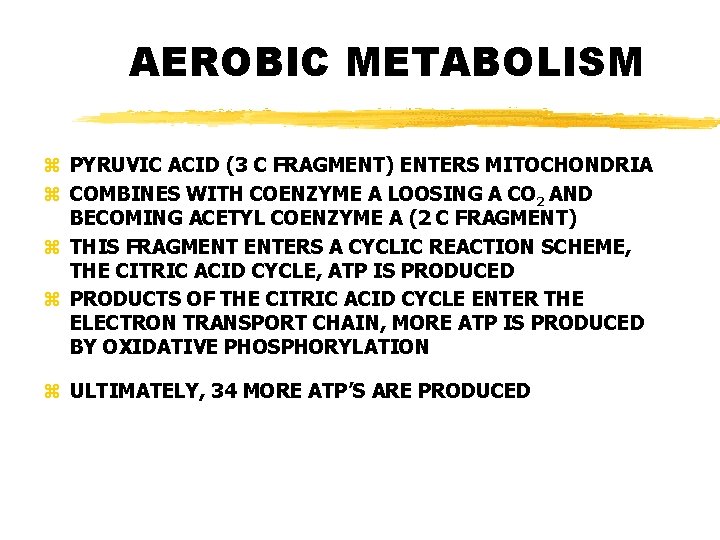 AEROBIC METABOLISM z PYRUVIC ACID (3 C FRAGMENT) ENTERS MITOCHONDRIA z COMBINES WITH COENZYME