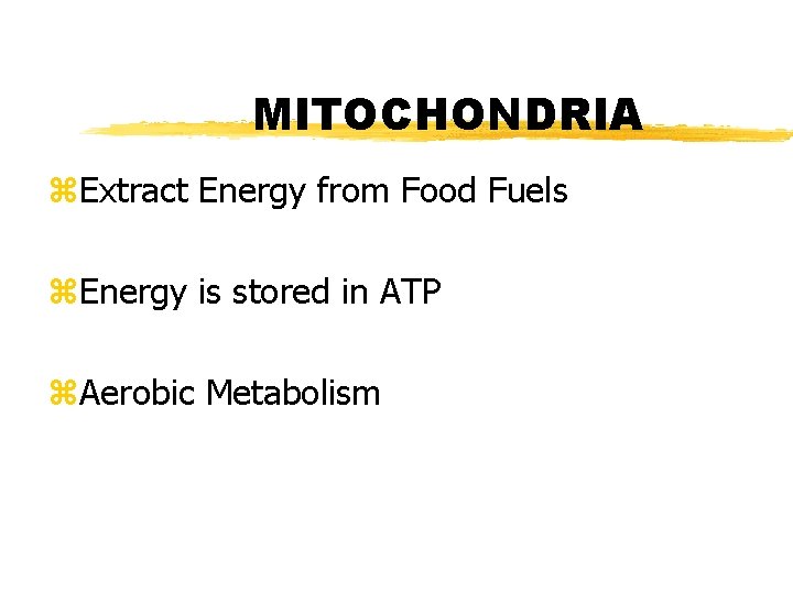 MITOCHONDRIA z. Extract Energy from Food Fuels z. Energy is stored in ATP z.