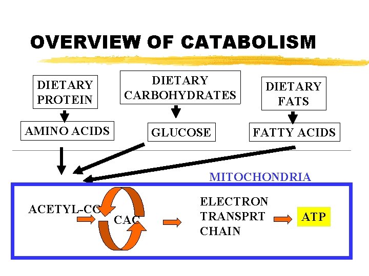 OVERVIEW OF CATABOLISM DIETARY PROTEIN DIETARY CARBOHYDRATES DIETARY FATS AMINO ACIDS GLUCOSE FATTY ACIDS