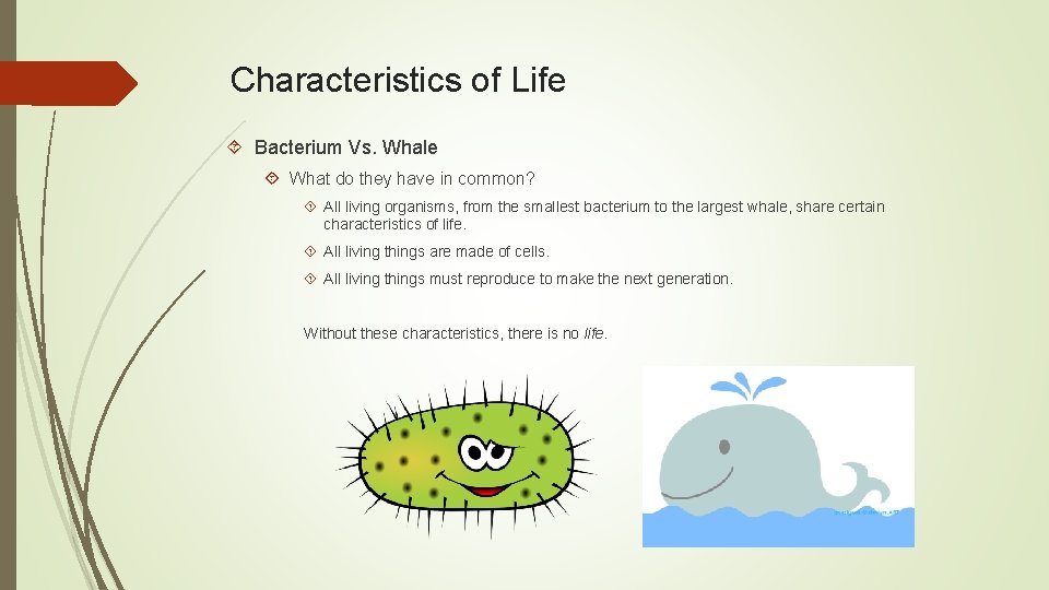 Characteristics of Life Bacterium Vs. Whale What do they have in common? All living