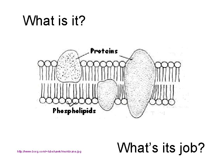 What is it? http: //www. borg. com/~lubehawk/membrane. jpg What’s its job? 