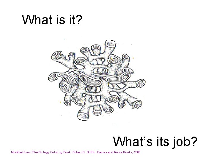 What is it? What’s its job? Modified from: The Biology Coloring Book, Robert D.