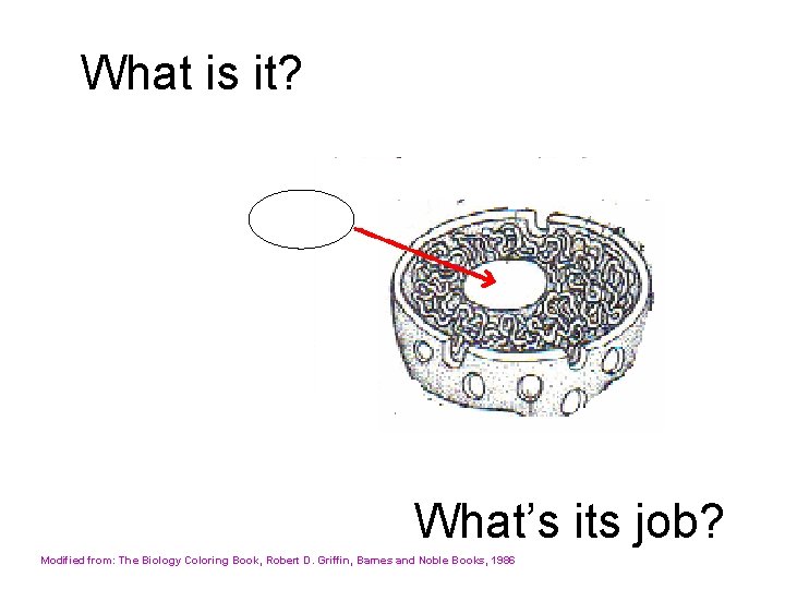 What is it? What’s its job? Modified from: The Biology Coloring Book, Robert D.