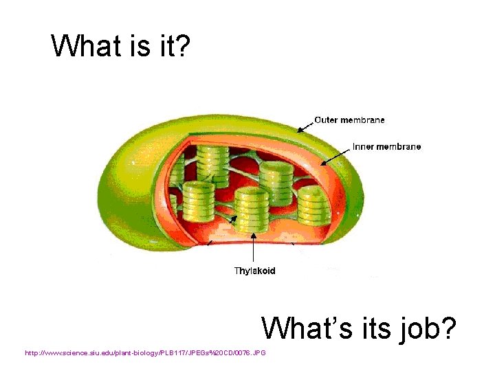 What is it? What’s its job? http: //www. science. siu. edu/plant-biology/PLB 117/JPEGs%20 CD/0076. JPG