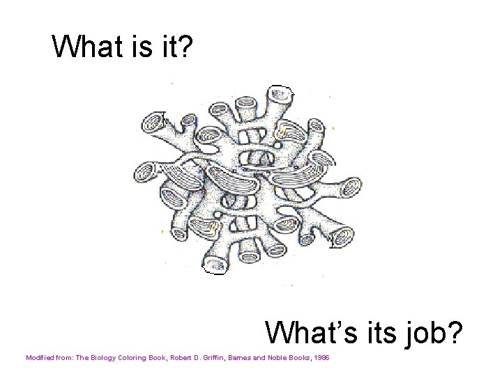 What is it? What’s its job? Modified from: The Biology Coloring Book, Robert D.