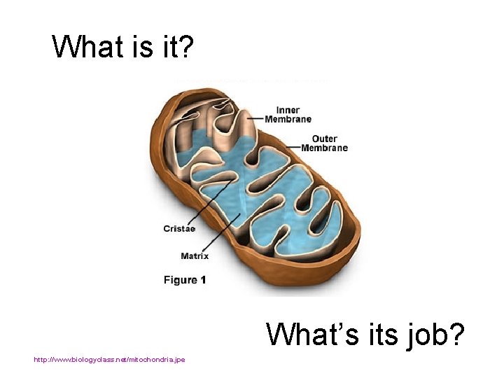 What is it? What’s its job? http: //www. biologyclass. net/mitochondria. jpe 