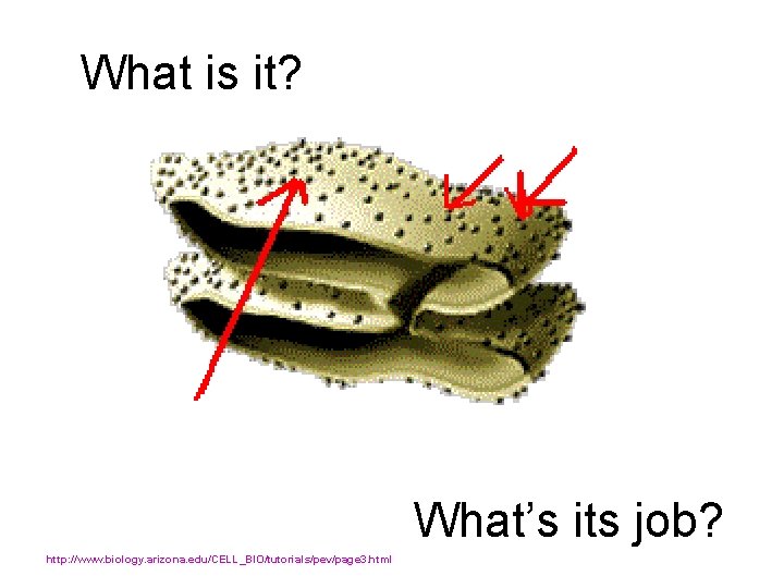 What is it? What’s its job? http: //www. biology. arizona. edu/CELL_BIO/tutorials/pev/page 3. html 