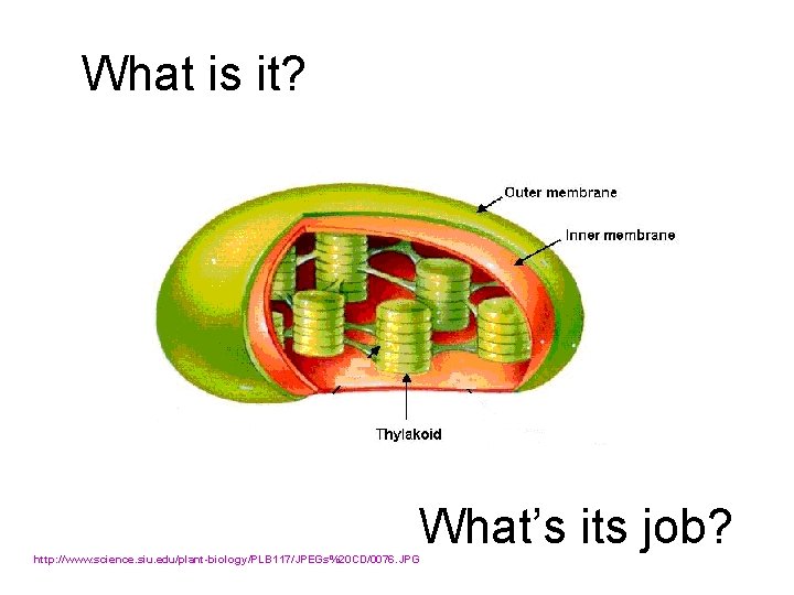 What is it? What’s its job? http: //www. science. siu. edu/plant-biology/PLB 117/JPEGs%20 CD/0076. JPG