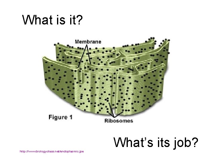 What is it? http: //www. biologyclass. net/endoplasmic. jpe What’s its job? 